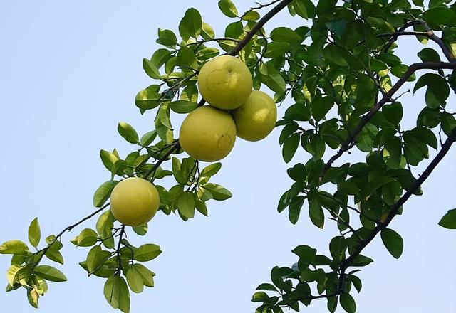 常被误认成柚子，实际是“香泡”，很多人见过却不懂吃，你认识吗