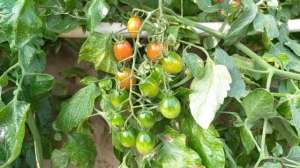 小蕃茄可以多年种植吗(小番茄好种的5大优势，现在正是时候，赶紧种几棵吧)
