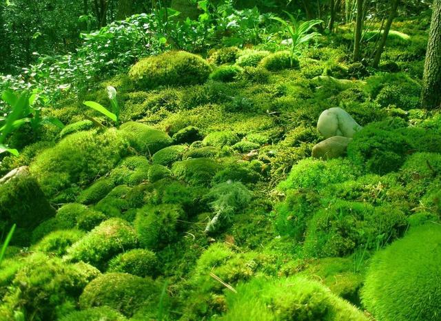山上的苔藓真不少，挖回家养在玻璃瓶，造出植物微世界