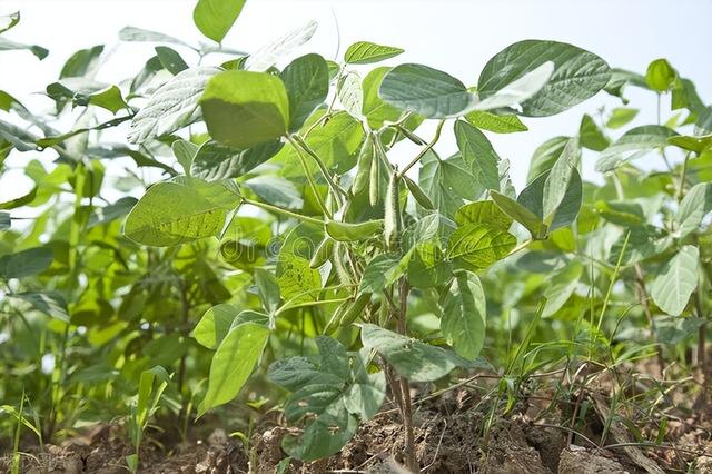 大豆高产种植技术, 技术要熟练，习性多了解!