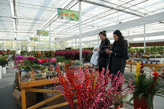 上海种植基地直销花市火了，年宵花卉品多价优，蝴蝶兰人气最高