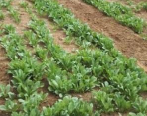 药、菜两用的板蓝根，掌握种植管理技术，你也能种出高产的芽苗菜