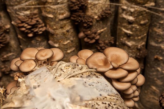 蘑菇应该如何培养，你需要做好这些，产量和品质提升一大截！