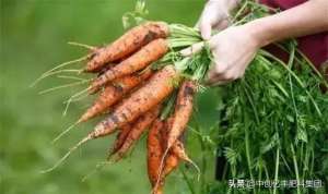 胡萝卜怎么种植方法(胡萝卜的种植方法与流程，一起来看一下吧)