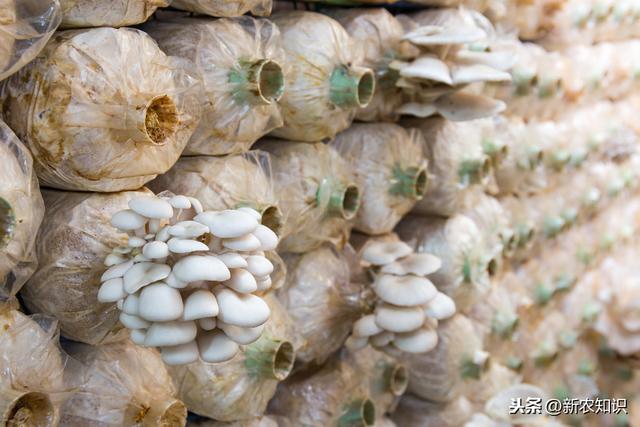 夏季高温平菇高效栽培技术，想要取得优质高产，这些知识要了解