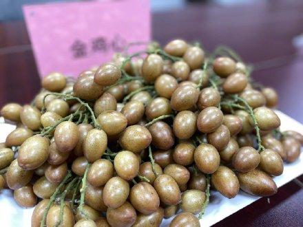 广州黄皮新品种面世：种子少，甜度高