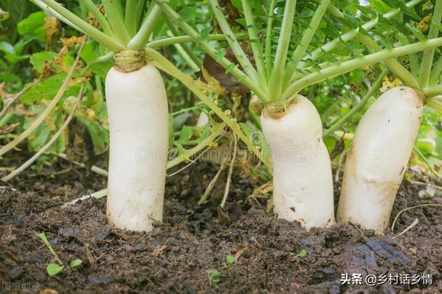 白菜、萝卜、胡萝卜按这几个方法种植，大幅增产，实践经验