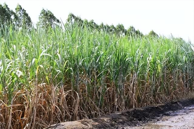 广西来宾，农村种植50亩糖甘蔗，一年能赚多少钱，来算一笔账