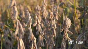 新疆大豆种植技术(亩产超450公斤，新疆大豆创全国纪录)