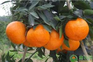 羊奶桔怎样种植(冬季柑橘树出现异常落叶的原因及改善方法)