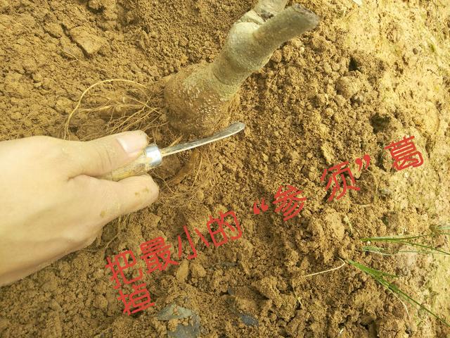 粉葛种植技术——露根