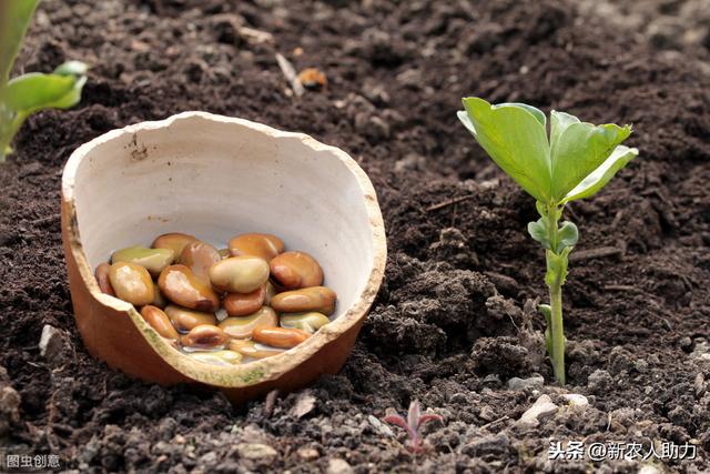 蚕豆怎样种植才能保证高产，蚕豆的种植时间和方法！进来看看经验