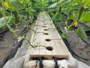水培西红柿种植技术(农户自制水培种植槽，成本低效果好，种植瓜果蔬菜都适合)