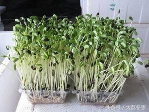 家庭种植——芽苗菜种植技术和条件