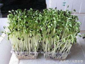 豌豆芽苗菜怎么种植(家庭种植——芽苗菜种植技术和条件)