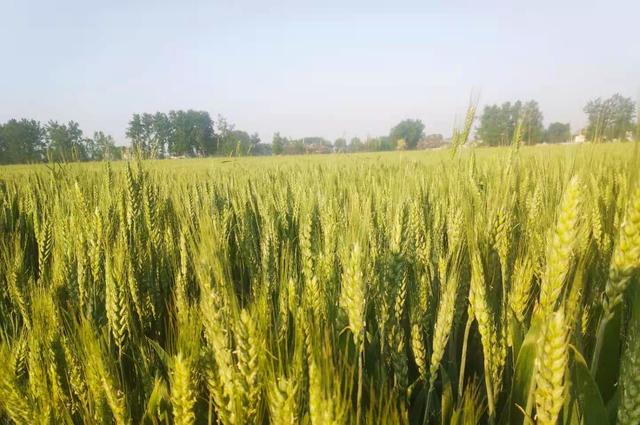 全国15个小麦主导品种，适合哪里种植？看完心中有数