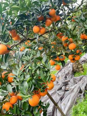 橙树苗种植(橙子树幼年怎么管理？橙子树怎么管理施肥结果多？)