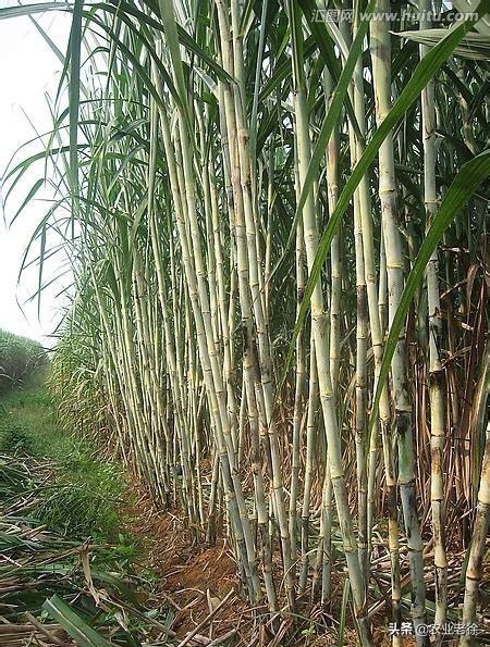 甘蔗种植时间以及方法