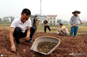 川芎的种植技术(四川农村一种药材，亩产1200斤左右，种植前景怎么样？)