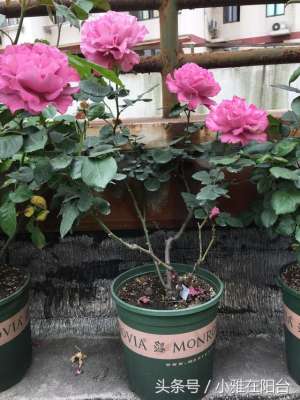 玫瑰花阳台种植(盆栽玫瑰欧月这样养，花期好长，一直开一直开，一朵花瓣一百片)