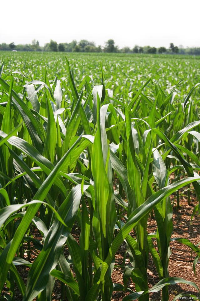 大田玉米的种植与管理