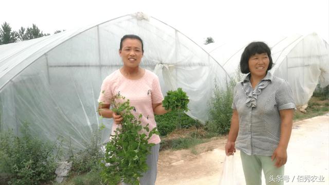 农村人种植一种很香的菜，一年可采摘近20茬，亩效益8000元左右