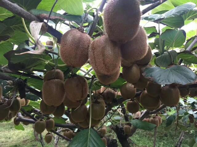 徐香猕猴桃栽培的常见问题，做好这几点，让你的果实长得更好