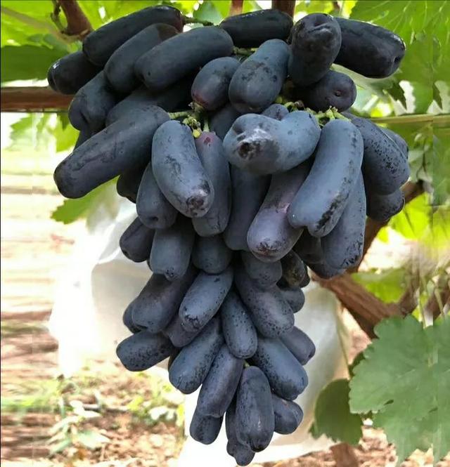 葡萄全面养护要点：让葡萄挂满枝头，方法简单，一看就会