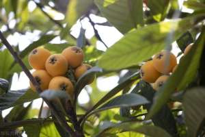 枇杷核怎么种植(院子里的枇杷树，枝繁叶茂硕果累累，是怎么种出来的？)