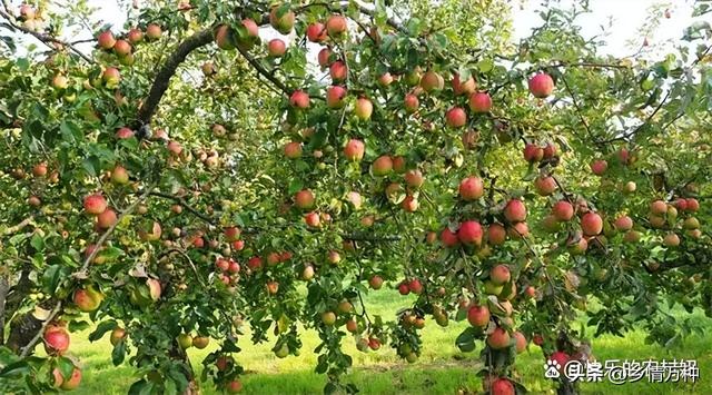 果树栽培的秘密：如何种植健康丰盛的水果树
