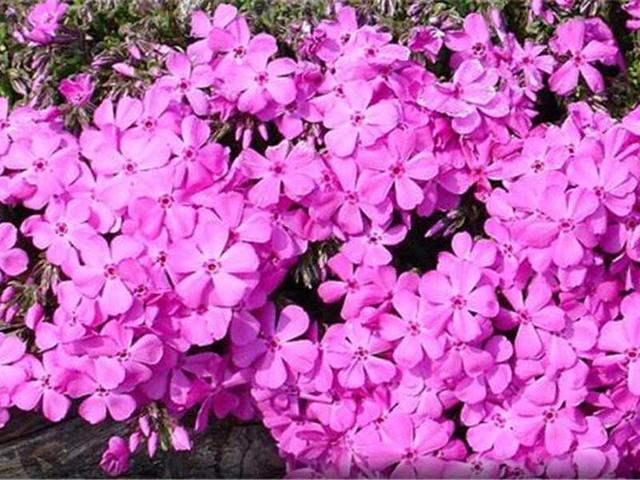 粉红花海，茂密锦簇福禄考，种植技术介绍
