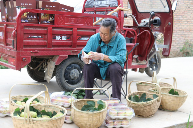 浙江人杨凌种植无花果，40元一斤还供不应求，是真的吗？