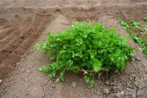四季芹菜的种植方法(农民种植同类蔬菜，采取的“装备”不一样，经济效益相差悬殊)