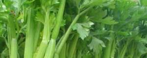 土芹菜种植方法(西芹种植技术)