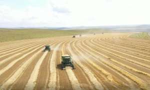 燕麦种植及生产情况