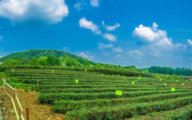茶叶种植，好好的茶树，茶农们为什么挖了种，种了又挖？