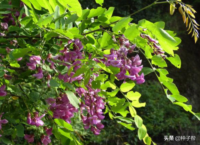 优质灌木-紫穗槐，为什么都说它护坡好？它还具有哪些价值？