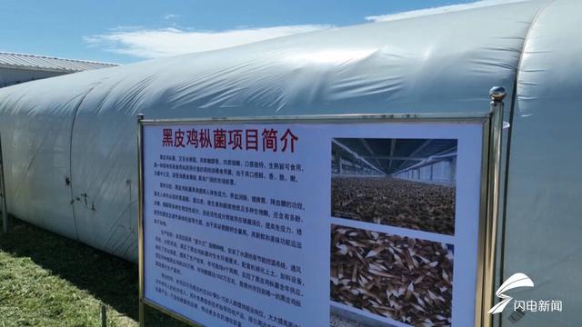 “黑黄金”丰收季！武城：首批黑皮鸡枞菌上市 亩效益超40万元