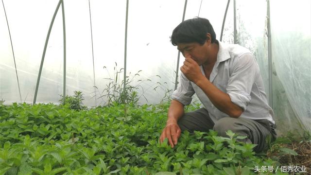 农村人种植一种很香的菜，一年可采摘近20茬，亩效益8000元左右