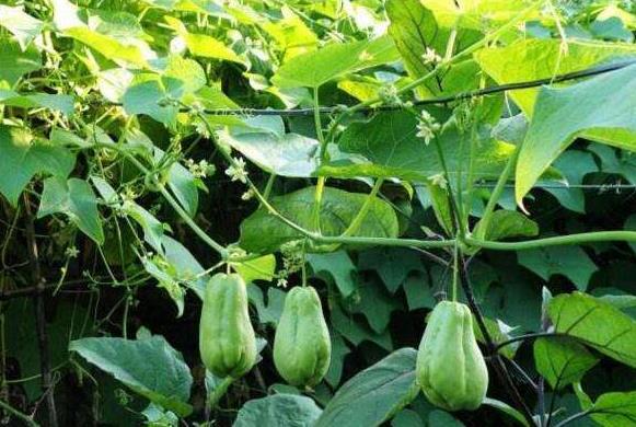 “便宜”的一种瓜，被称为“千斤瓜”，产量高，种1棵全家够吃！