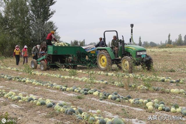 北疆打瓜高产种植技术