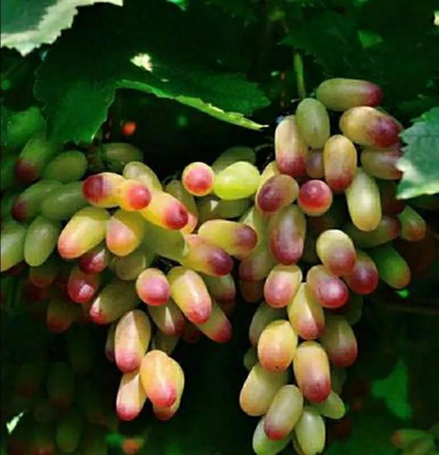 葡萄全面养护要点：让葡萄挂满枝头，方法简单，一看就会