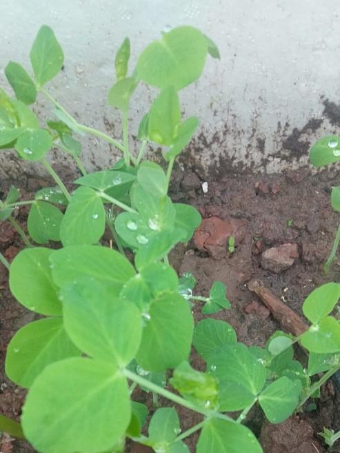 农历8月，在泡沫箱里种植豌豆苗，只需15天就能吃鲜嫩的豌豆尖