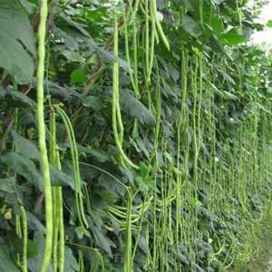 蛇床子的高产种植技术(金寨县高山夏季豇豆栽培技术)