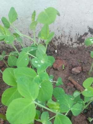 豌豆尖种植(农历8月，在泡沫箱里种植豌豆苗，只需15天就能吃鲜嫩的豌豆尖)