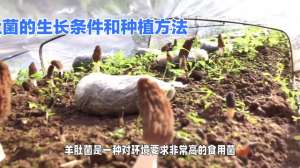 野生羊肚菌怎么种植(了解羊肚菌的生长条件和种植方法)