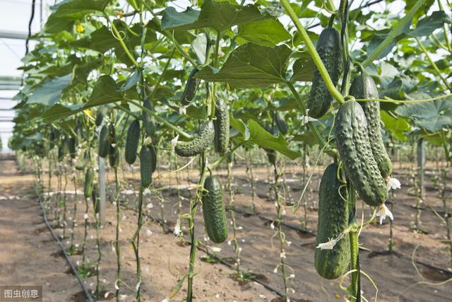 知道黄瓜种植全过程，掌握这些技巧，黄瓜味足，产量又高