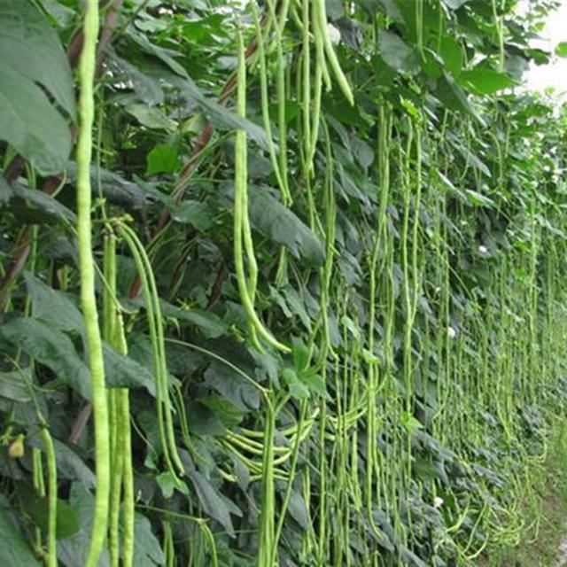 金寨县高山夏季豇豆栽培技术