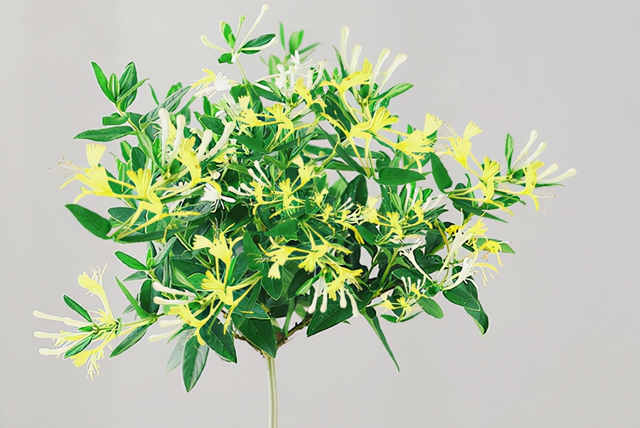 盆栽一棵金银花开花20年，掌握6个养护秘诀，新手小白也能养活