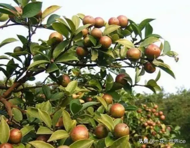 油茶种植亩收入有多少(油茶树种植一亩成本不到2000元，亩利润收入有多少？)